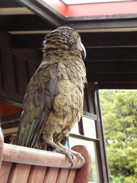 Kea (Nestor notabilis)