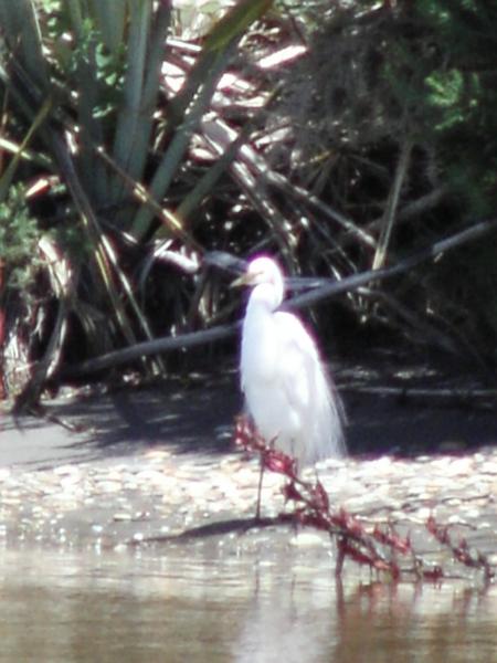 Heron Blanc
