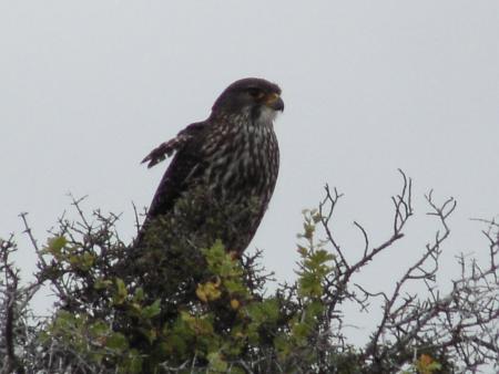 New Zealand Falcon (Falco novaeseelandiae)