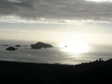 Vive la nz
