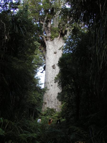 Tane Mahuta