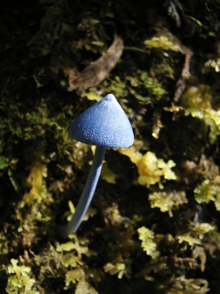 Sky blue mushroom (Entoloma hochstetteri)