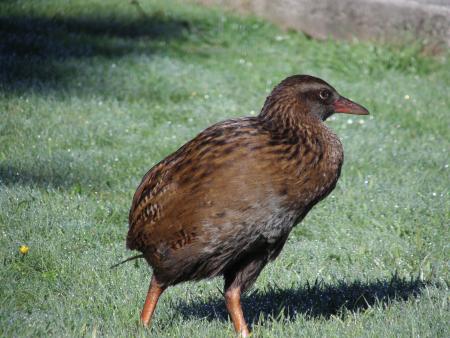 Weka  (Gallirallus australis hectori)