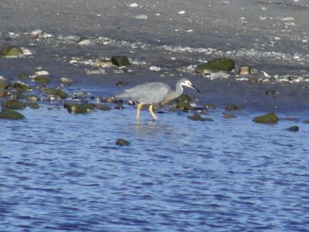 ?? Heron gris ???