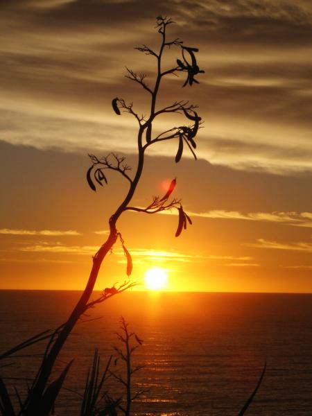 Harakeke Sunset