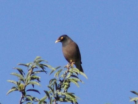 Myna (Acridotheres tristis)