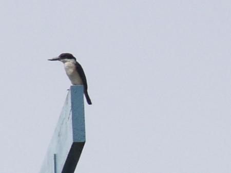 Kingfisher (Todiramphus sancta)