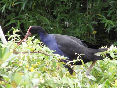 Pukeko (Porphyrio porphyrio)