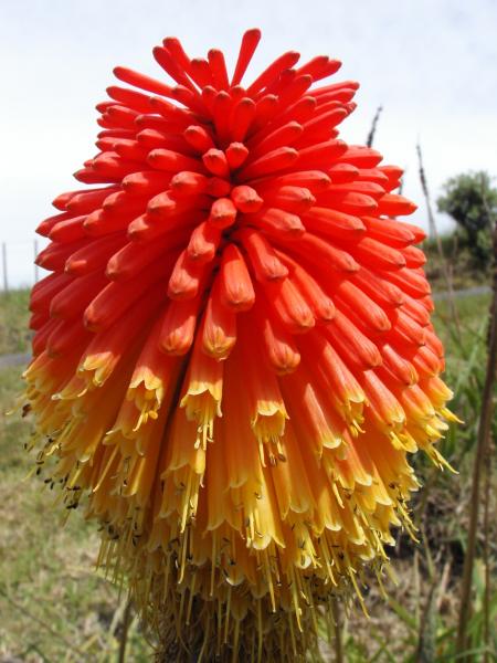 Red Hot Poker (Kniphadia Uvaria)