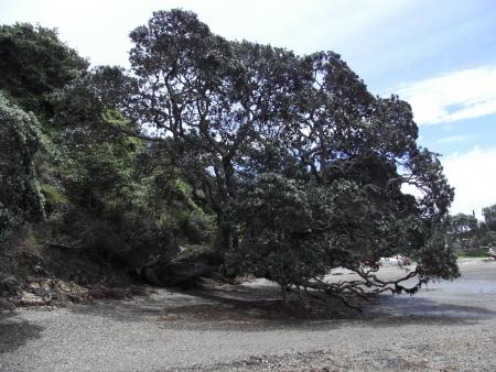 Drole d'arbres