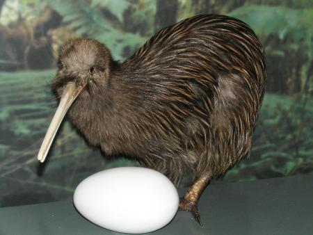 Kiwi (Apteryx haastii)